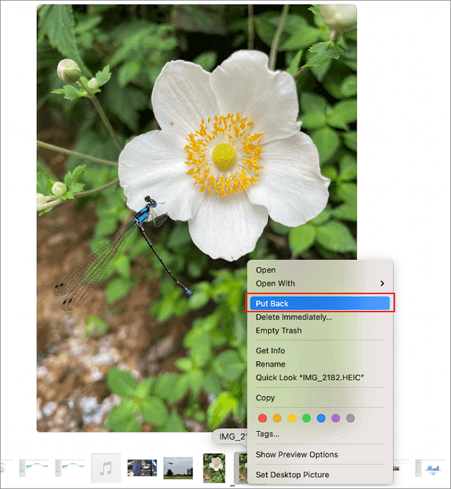 Recuperar los archivos borrados de la papelera